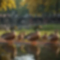 Ducks congregating in an urban park