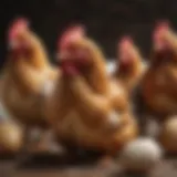 Diverse chicken breeds showcasing their unique feather patterns and colors