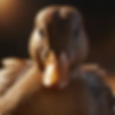 A close-up of a duck displaying healthy feathers