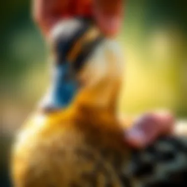 A close-up of a duck being gently handled, emphasizing health management and care techniques.