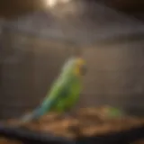 Wide view of an affordable cage suitable for parakeets, showcasing its dimensions and layout.