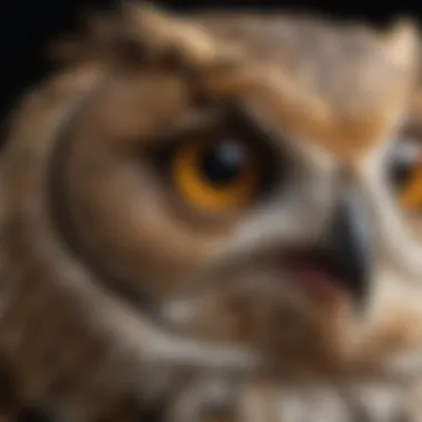 A close-up of an owl's eyes, symbolizing its unique vision and behavior.