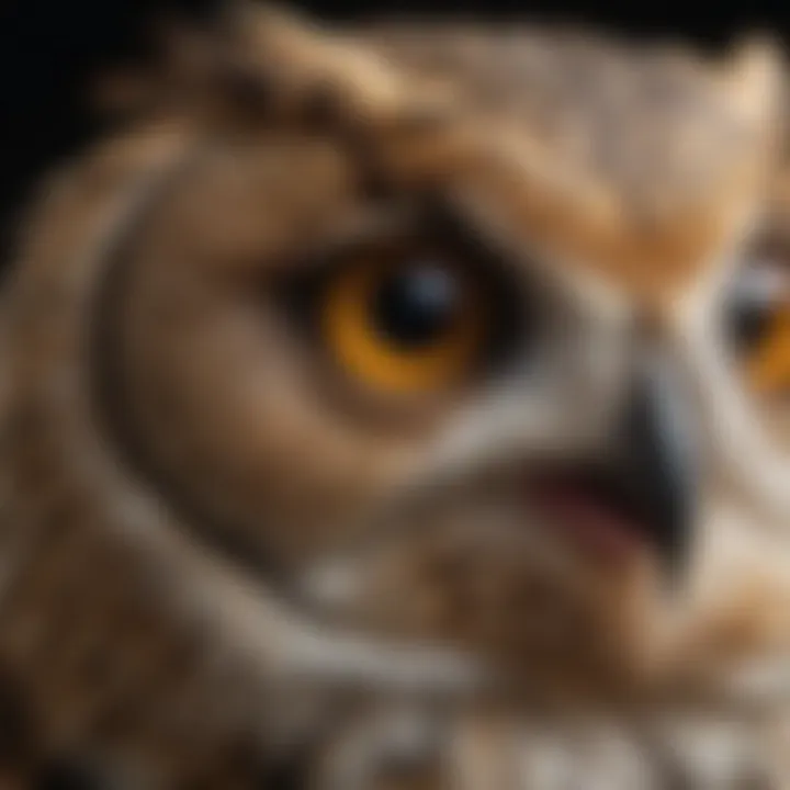 A close-up of an owl's eyes, symbolizing its unique vision and behavior.