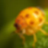 Detailed view of scabies mites and their eggs