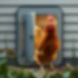 Illustration of a high-tech automatic chicken door in use