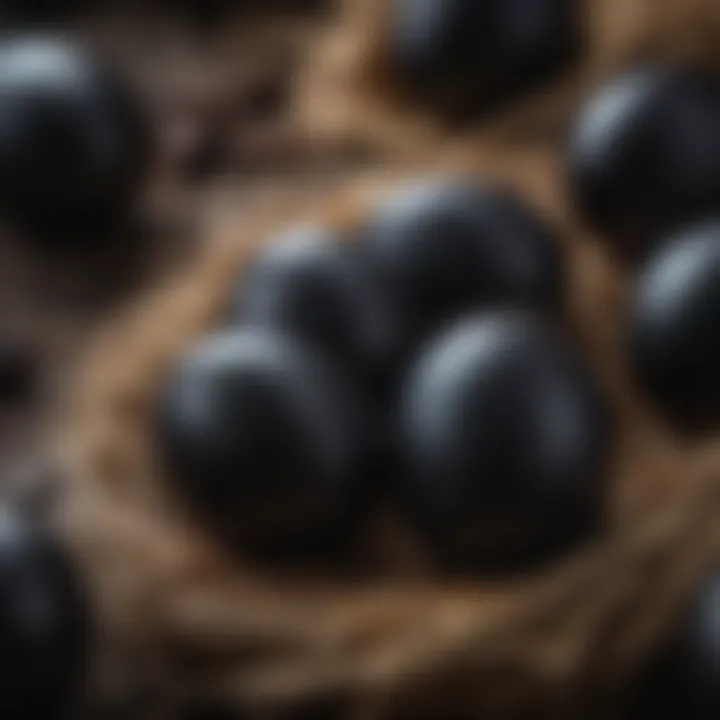 Close-up of black egg chicken eggs in a nest