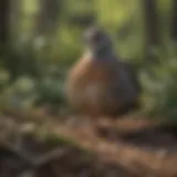 A close-up of a Bob White Quail in a natural habitat