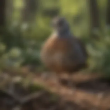 A close-up of a Bob White Quail in a natural habitat