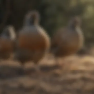 A group of Bob White Quail showcasing their distinctive plumage