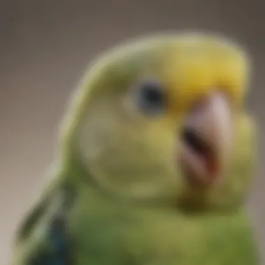 A close-up of a budgerigar with a clear focus on its expressive eyes and cheerful expression.