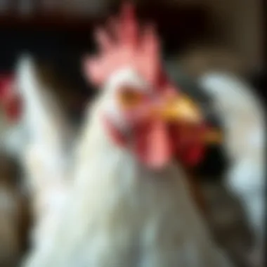 Broiler Chicken Features Close-up of a broiler chicken showcasing its features