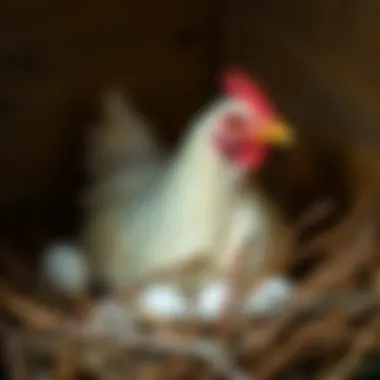 Nesting Hen An egg-laying hen in a cozy nesting area
