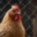 Close-up view of chicken wire rolls displayed at a local hardware store.