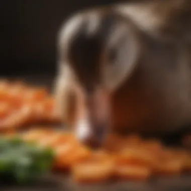 Close-up of a duck nibbling on carrot slices