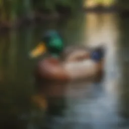 A colorful mallard duck swimming in a serene pond.