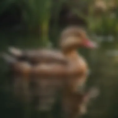 A group of Pekin ducks swimming gracefully in a pond.