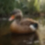 A vibrant display of various duck breeds in a natural setting.