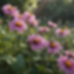 Vibrant perennial bee flowers in a lush garden setting