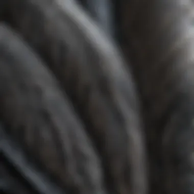 Close-up of rural king guinea fowl showcasing unique feathers