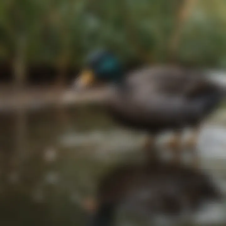 Black duck foraging for food in shallow waters