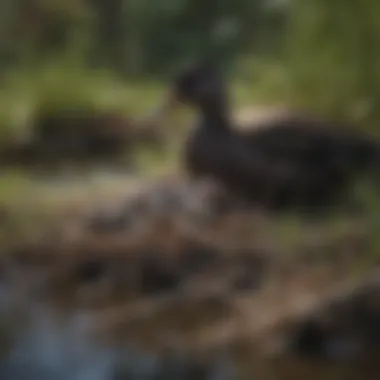 Black Duck Nesting Scene Black duck nest with eggs in a marshy area