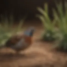 A variety of grains suitable for quails