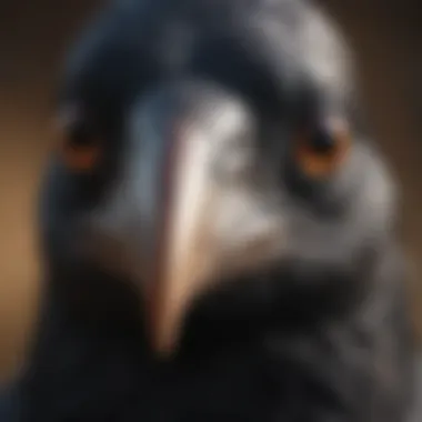 The Intelligent Crow A close-up of a crow's beak and eyes, highlighting its keen intelligence.