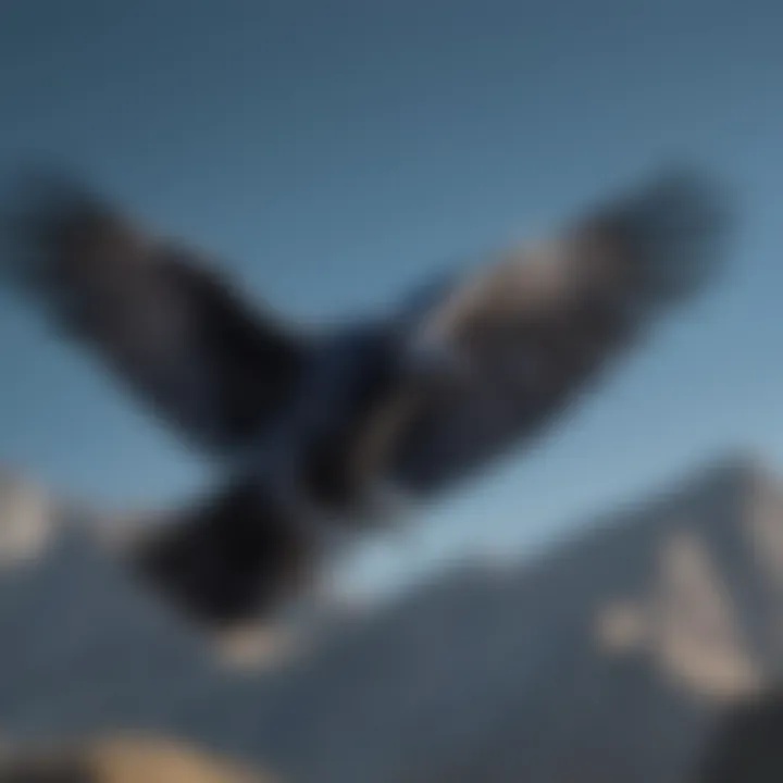 A raven soaring through a blue sky, demonstrating its impressive wingspan.