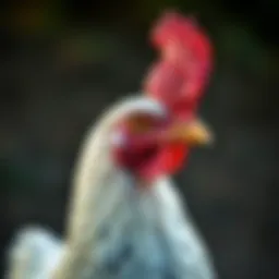 Exploring the Diversity of Chicken Breeds: An In-Depth Analysis Introduction