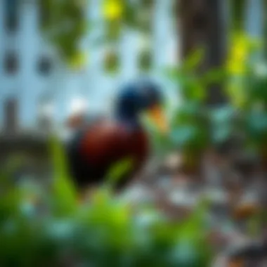 A vibrant Indian Runner Duck foraging in a garden