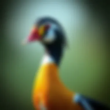 Close-up of Indian Runner Duck's plumage and colors