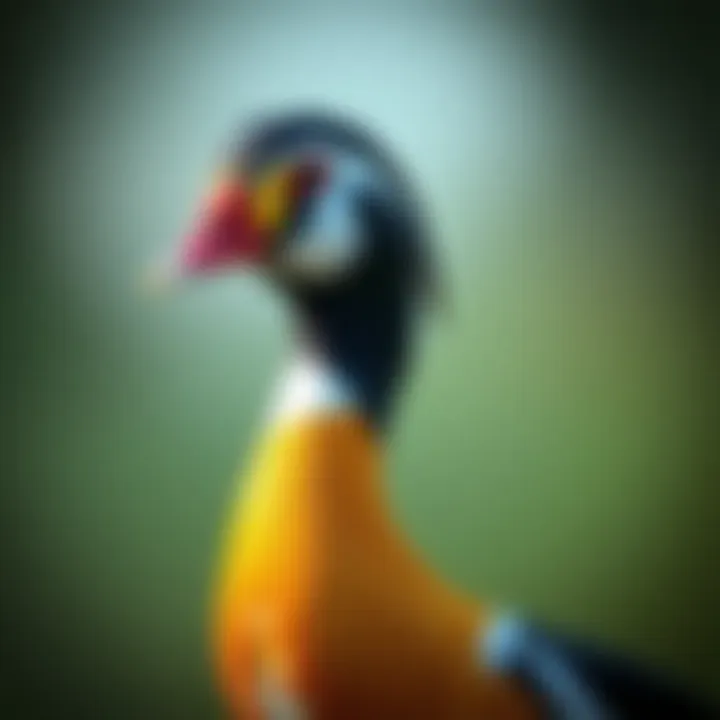 Close-up of Indian Runner Duck's plumage and colors