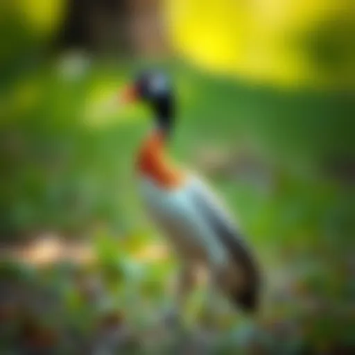 The Distinctive Stance of the Indian Runner Duck Indian Runner Duck showcasing its unique upright posture
