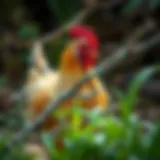 Legbar Chicken in Natural Habitat