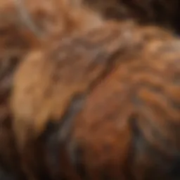Vibrant pullet breeds showcasing unique feather patterns