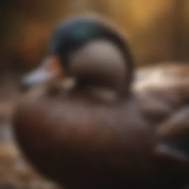 A Cayuga duck displaying its glossy feathers