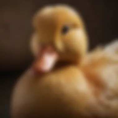 Close-up of a Pekin duck highlighting its unique features