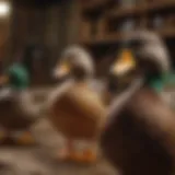A vibrant array of duck breeds showcased at Tractor Supply