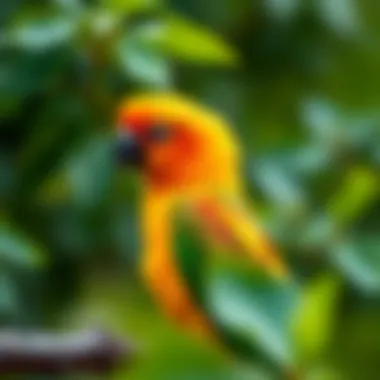 Nature-themed names for Sun Conures displayed with natural elements