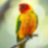 Vibrant Sun Conure perched on a branch