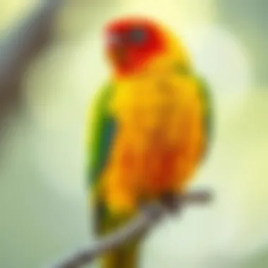 Vibrant Sun Conure perched on a branch