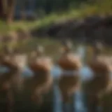 A close-up of ducks drinking from a water source enriched with liquid niacin