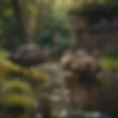 A peaceful backyard with a duck enclosure