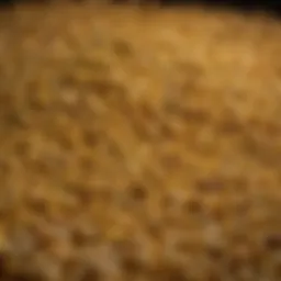 Close-up of corn kernels suitable for chicken feed