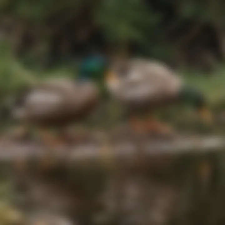 Close-up of mallard ducks pecking at natural food sources in their habitat.