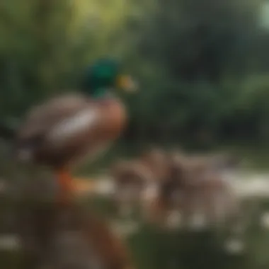 An individual observing ducks at a safe distance, practicing responsible feeding.