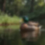 A serene pond with mallard ducks gracefully swimming and foraging.