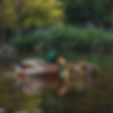 Ducks in Their Natural Habitat A serene duck pond with ducks swimming around