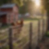 Durable wire mesh fencing surrounding a chicken coop