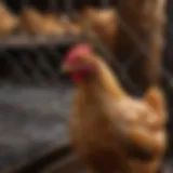 High-quality chicken wire rolls displayed in a store